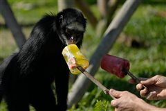 Στην Βραζιλία δίνουν παγωτά και γρανίτες για τα ζώα του ζωολογικού κήπου λόγω ακραίου καύσωνα