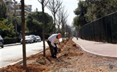 Μειοδοτικός διαγωνισμός για την εκρίζωση πρέμνων κ την φύτευση νέων δέντρων