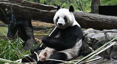 Τα γιγάντια πάντα Σιάο Σιάο και Λέι Λέι επέστρεψαν στην Κίνα